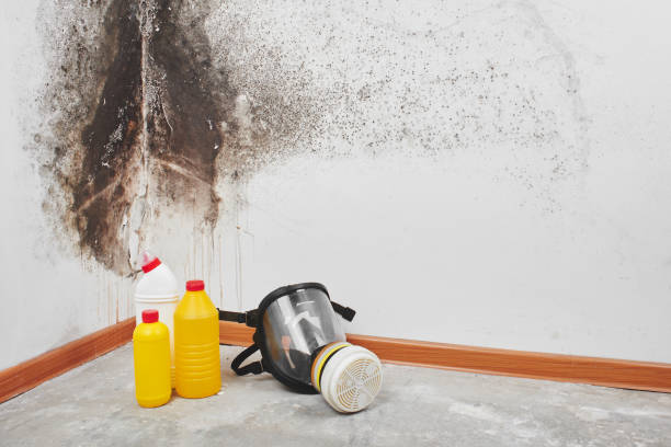 Best Crawl Space Mold Removal  in Bessemer, MI