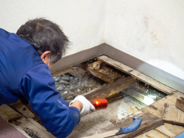 Best Home Mold Removal  in Bessemer, MI