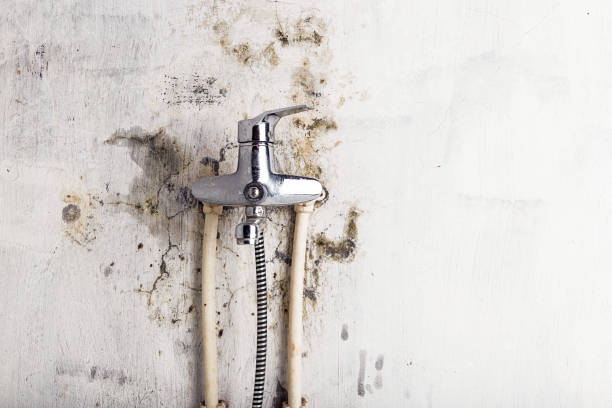Best Office Mold Removal Services  in Bessemer, MI