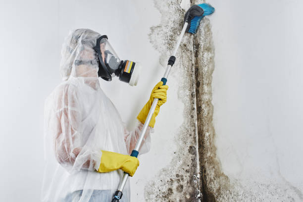 Best Emergency Mold Removal  in Bessemer, MI