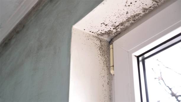 Home Mold Removal in Bessemer, MI