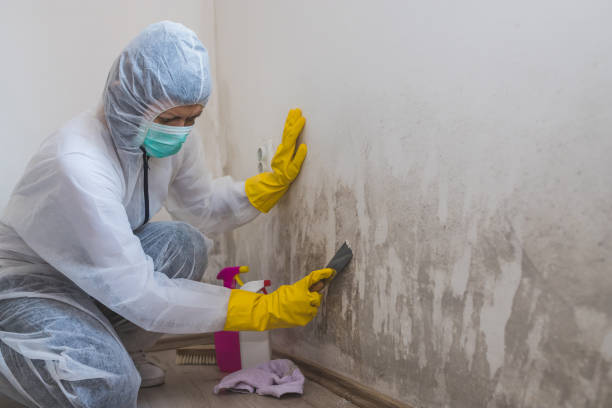 Best Mold Remediation Services  in Bessemer, MI