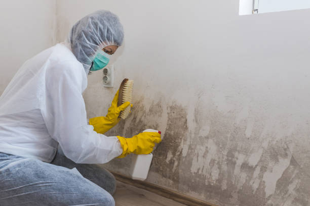 Best Attic Mold Removal  in Bessemer, MI