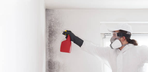 Best Local Mold Removal Service  in Bessemer, MI