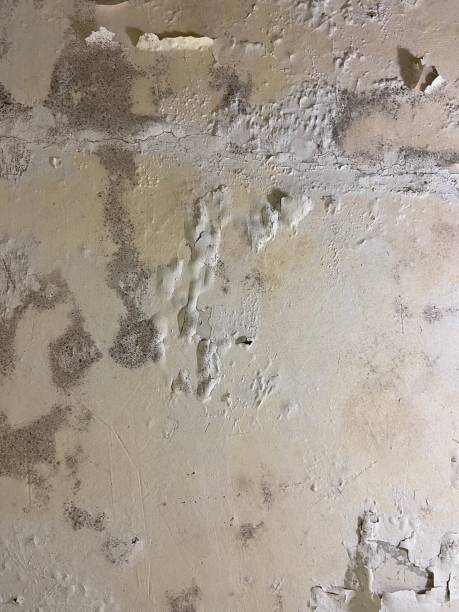 Bessemer, MI Mold Removal Company