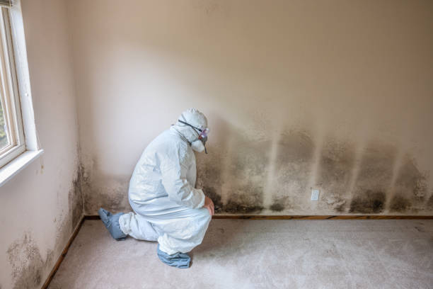 Trusted Bessemer, MI Mold Removal Experts