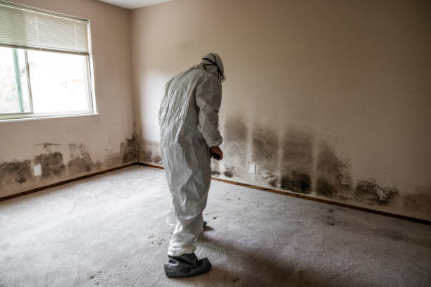 Best Toxic Mold Removal  in Bessemer, MI