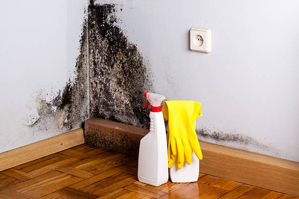 Best Mold Cleaning Services  in Bessemer, MI