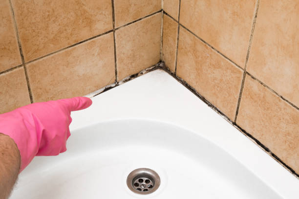 Best Black Mold Removal  in Bessemer, MI